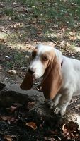 Basset Hound Puppies for sale in Middletown, OH, USA. price: NA