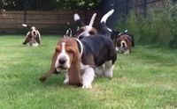 Basset Hound Puppies for sale in New York, NY, USA. price: NA
