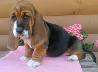 Basset Hound Puppies for sale in Marietta, GA, USA. price: NA