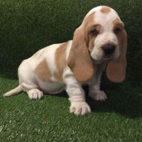 Basset Hound Puppies for sale in Dallas, TX 75207, USA. price: NA