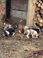 Basset Hound Puppies for sale in Clarkson, KY, USA. price: NA