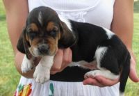 Basset Hound Puppies for sale in Houston, TX, USA. price: NA