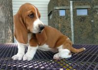 Basset Hound Puppies for sale in Louisville, KY 40210, USA. price: NA