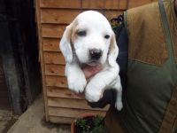 Basset Hound Puppies for sale in Sherard, MS 38669, USA. price: NA