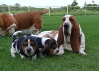 Basset Hound Puppies for sale in Seattle, WA, USA. price: NA