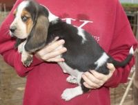 Basset Hound Puppies for sale in Lexington, KY, USA. price: NA
