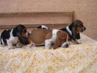 Basset Hound Puppies for sale in Manchester, NH, USA. price: NA
