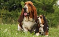 Basset Hound Puppies for sale in Los Angeles, CA, USA. price: NA