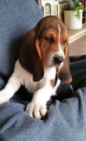 Basset Hound Puppies for sale in Reno, NV, USA. price: NA