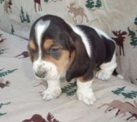 Basset Hound Puppies for sale in Dallas, TX, USA. price: NA