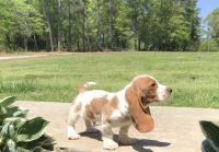 Basset Hound Puppies for sale in Anderson, SC 29621, USA. price: NA