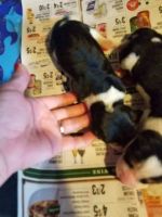 Basset Hound Puppies for sale in Benson, NC 27504, USA. price: NA
