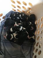 Basset Hound Puppies for sale in North Wilkesboro, NC, USA. price: NA