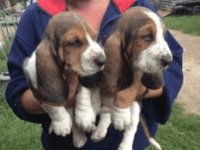 Basset Hound Puppies for sale in Minneapolis, MN, USA. price: NA