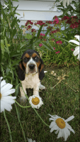 Basset Hound Puppies for sale in Buckley, MI 49620, USA. price: NA