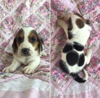Basset Hound Puppies for sale in Philadelphia, PA, USA. price: NA