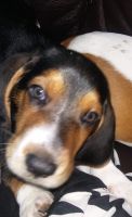 Basset Hound Puppies for sale in North Wilkesboro, NC, USA. price: NA