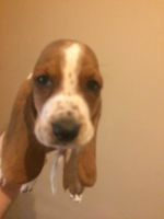 Basset Hound Puppies for sale in Chicago, IL, USA. price: NA