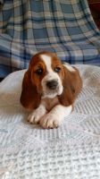 Basset Hound Puppies for sale in Wilkesboro, NC, USA. price: NA
