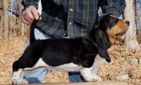 Basset Hound Puppies for sale in Piedmont, CA 94610, USA. price: NA