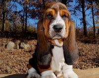 Basset Hound Puppies for sale in Fall River, MA 02721, USA. price: NA