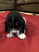 Basset Hound Puppies for sale in Meade County, KY, USA. price: NA