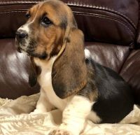 Basset Hound Puppies for sale in Milwaukee, WI 53218, USA. price: NA
