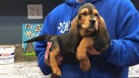 Basset Hound Puppies for sale in Orlando, FL, USA. price: NA
