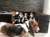 Basset Hound Puppies for sale in Texas City, TX, USA. price: NA