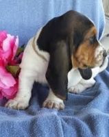 Basset Hound Puppies for sale in Houston, TX, USA. price: NA