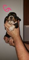 Basset Hound Puppies for sale in Rocky Mount, VA 24151, USA. price: NA