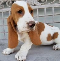 Basset Hound Puppies for sale in Jackson, MS, USA. price: NA