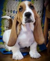 Basset Hound Puppies for sale in Hutchinson, KS, USA. price: NA