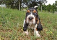 Basset Hound Puppies for sale in Eugene, OR, USA. price: NA
