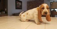 Basset Hound Puppies for sale in Minneapolis, MN, USA. price: NA