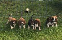Basset Hound Puppies for sale in Bogalusa, LA 70427, USA. price: NA