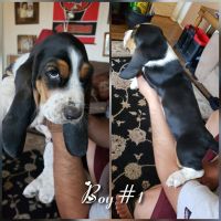 Basset Hound Puppies for sale in Gallup, NM, USA. price: NA