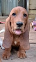 Basset Hound Puppies for sale in Durham, NC 27707, USA. price: NA