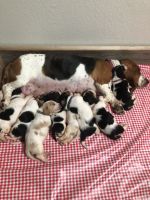 Basset Hound Puppies for sale in Lynnwood, WA, USA. price: NA