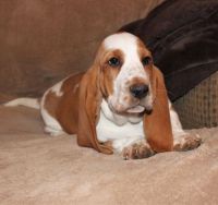 Basset Hound Puppies for sale in Milwaukee, WI, USA. price: NA
