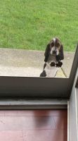 Basset Hound Puppies for sale in Peabody, MA, USA. price: NA