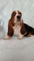 Basset Hound Puppies for sale in Wilkesboro, NC, USA. price: NA