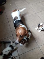 Basset Hound Puppies for sale in Tampa, FL, USA. price: NA