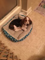 Basset Hound Puppies for sale in Natchitoches, LA, USA. price: NA