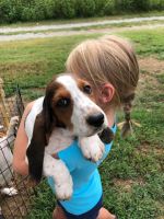 Basset Hound Puppies for sale in Lancaster, KY 40444, USA. price: NA