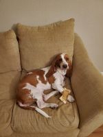 Basset Hound Puppies for sale in 9615 Point Vista Pl, Austin, TX 78753, USA. price: NA