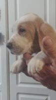 Basset Hound Puppies for sale in Harrison, MI 48625, USA. price: NA