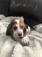 Basset Hound Puppies for sale in Fort Lauderdale, FL 33324, USA. price: NA