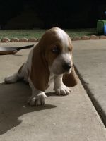 Basset Hound Puppies for sale in Ontario, CA 91764, USA. price: NA