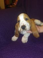 Basset Hound Puppies for sale in 2140 Blue Rd, Tuscumbia, AL 35674, USA. price: NA